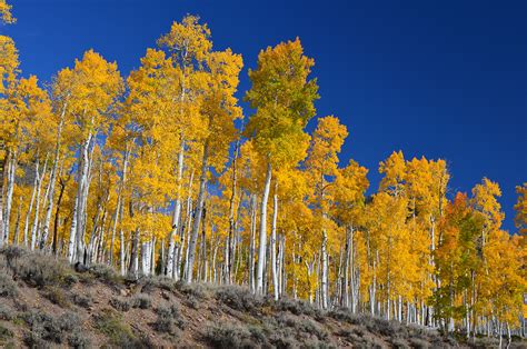 are there aspens in china